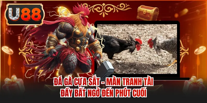 Đá Gà Cựa Sắt - Màn Tranh Tài Đầy Bất Ngờ Đến Phút Cuối
