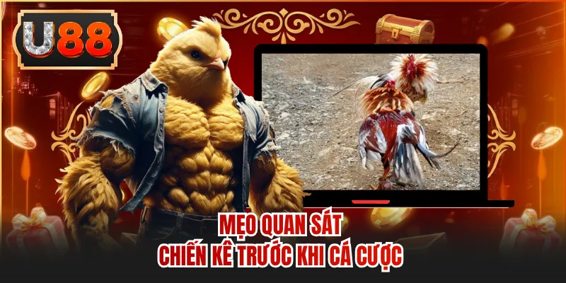 Mẹo quan sát chiến kê trước khi cá cược
